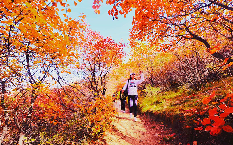 尊龙-凯时·(中国)官方网站佛照山秋季漫山红叶，供游客免费观赏